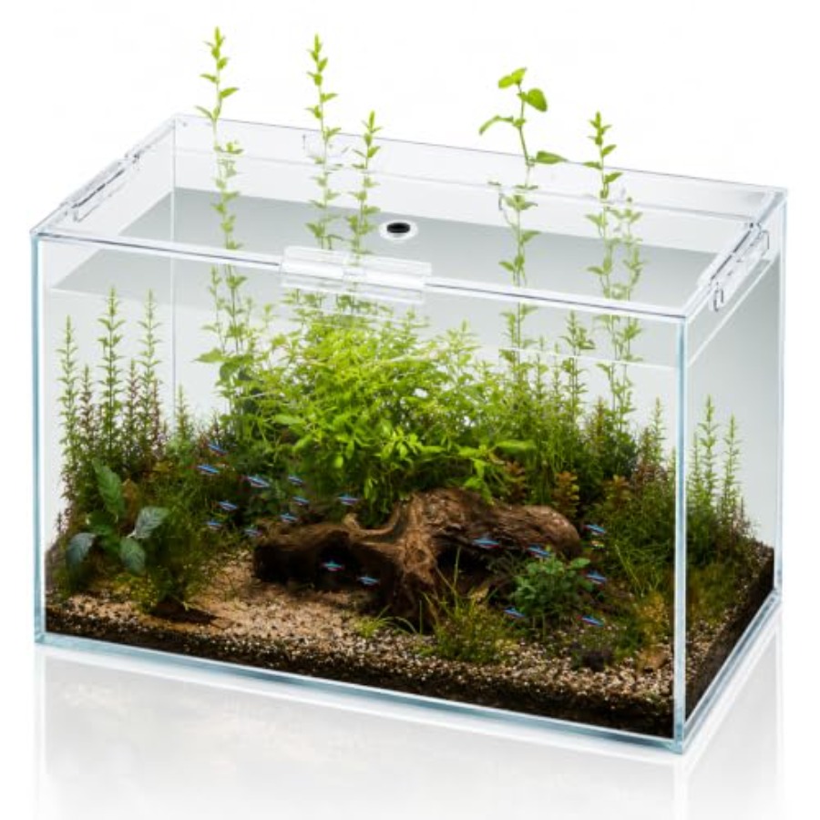 Aquarium Fish Goldfish - 10 Gallon Glass Fish Tank Open-Back