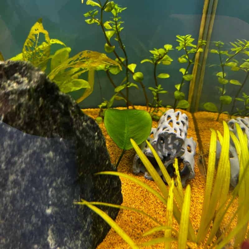Aquarium Hollow Hideout Cave F – Aquarium Fish Hiding Places Bewertung und Preis