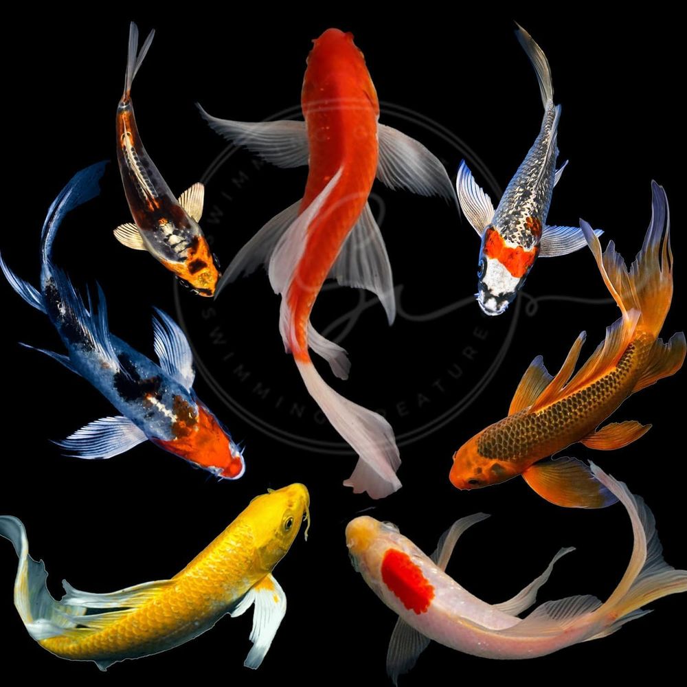 Assorted Colors Live Koi Fish  – Aquarium Fish Koi Bewertung und Preis
