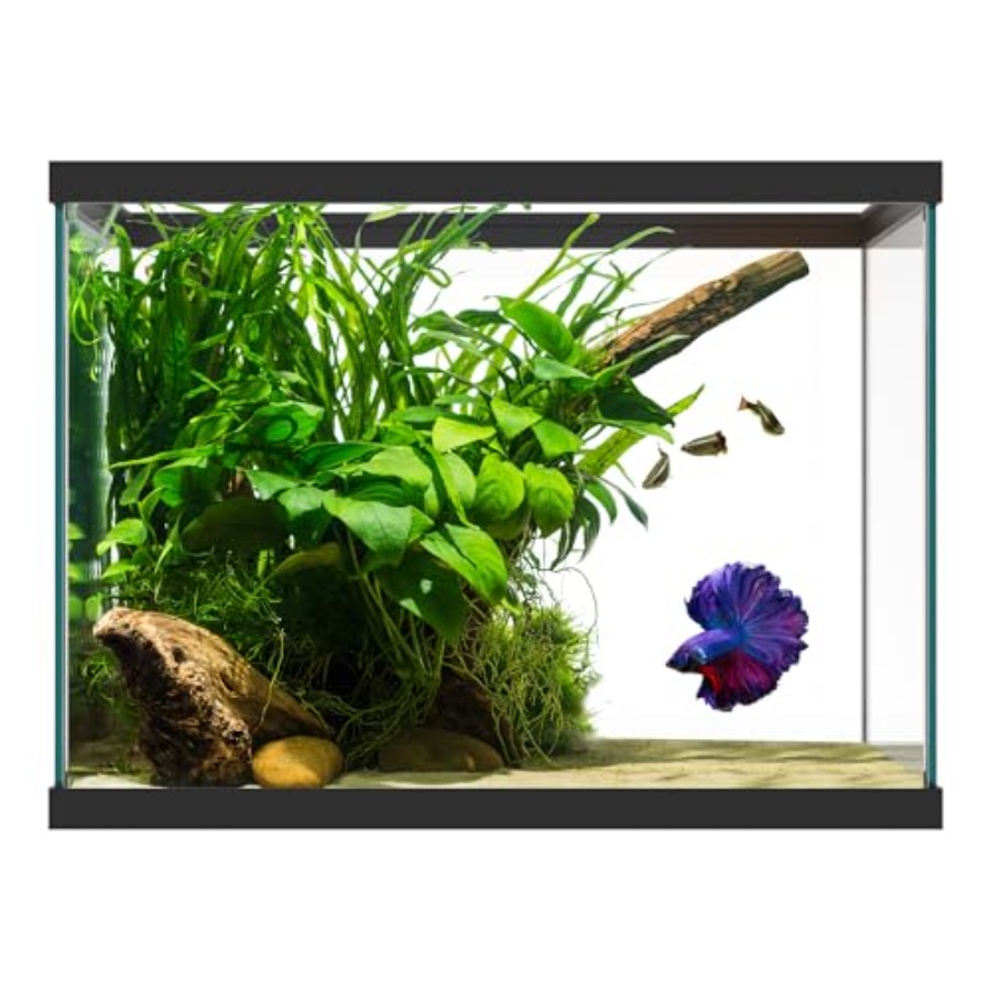 20 Gallon Glass Aquarium - 24  – Aquarium Fish Goldfish Bewertung und Preis