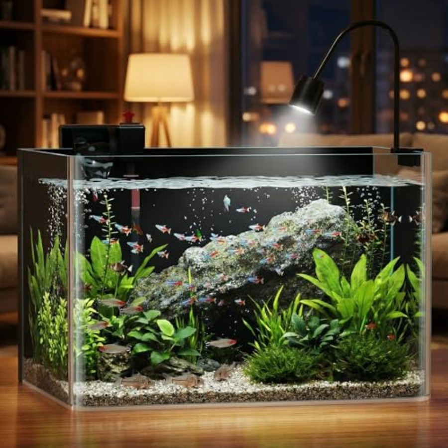 10 Gallon Hot-Bent Black-Back  – Aquarium Fish Goldfish Bewertung und Preis
