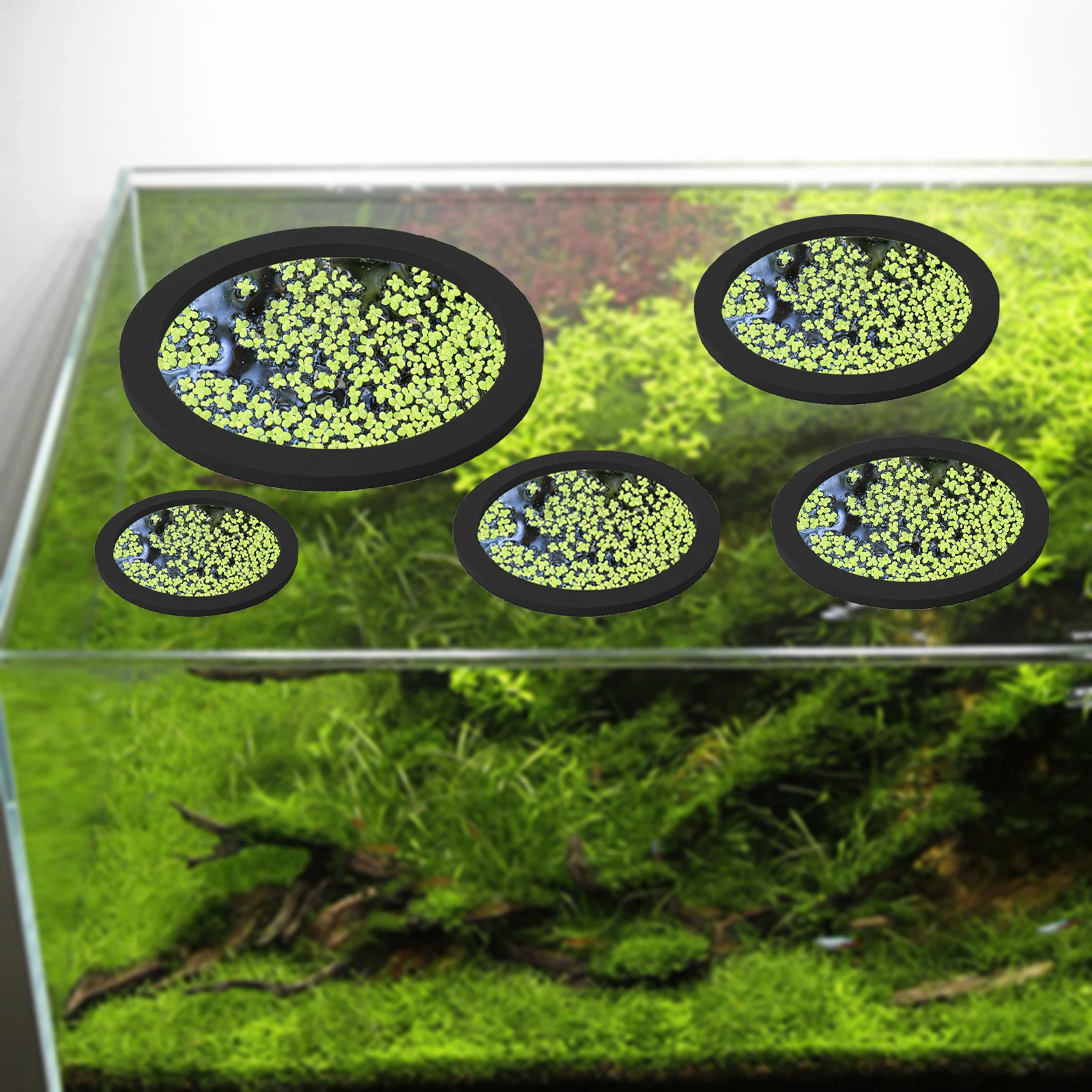 5Pcs EVA Fish Feeding Ring Aqu – Aquarium Fish In Pond Bewertung und Preis