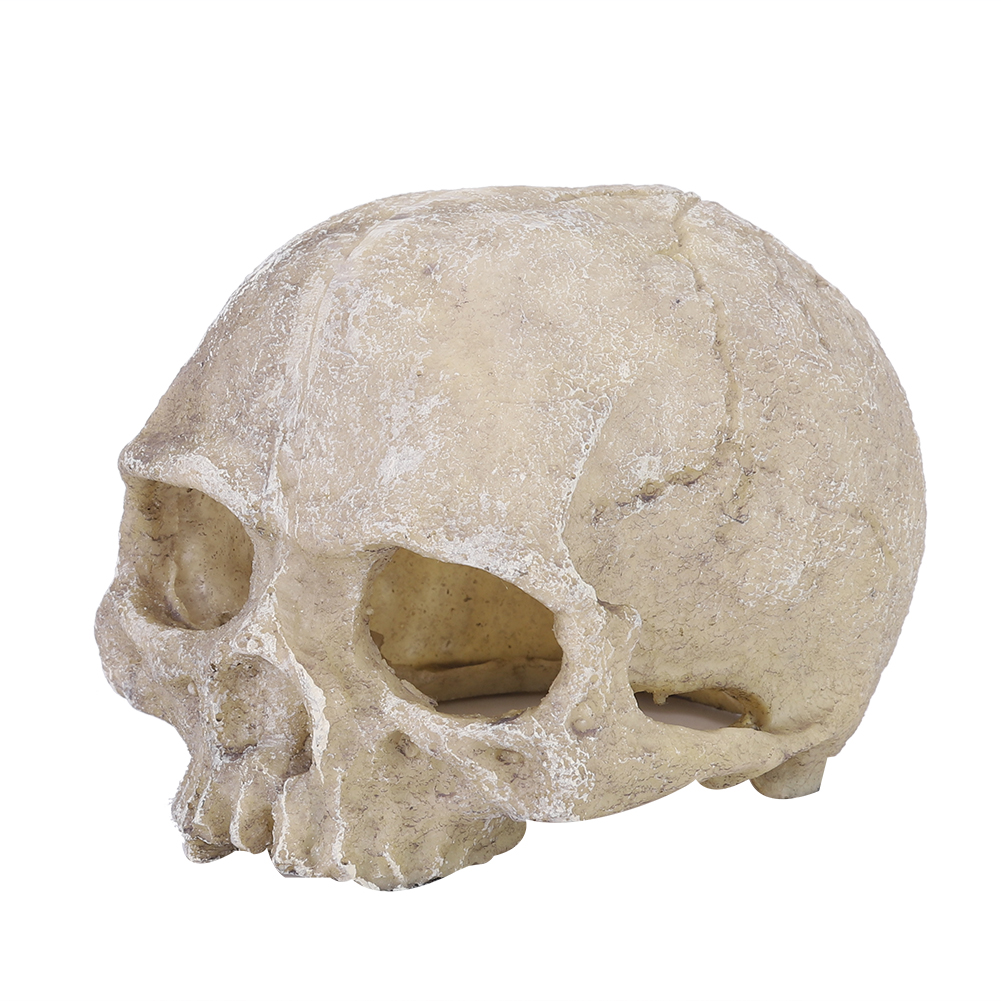 Resin Simulated Head Bone Skul – Aquarium Fish Hiding Places Bewertung und Preis
