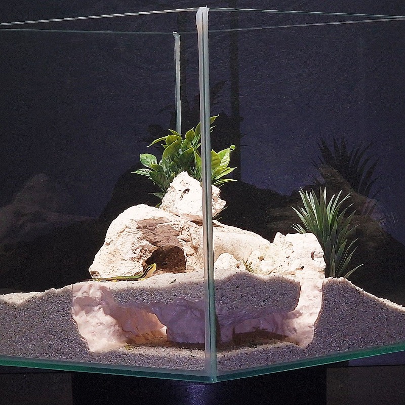 3DPrinted Fish Tank Tunnel She – Aquarium Fish Hiding Places Bewertung und Preis